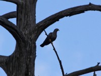 African Olive Pigeon (Columba arquatrix)