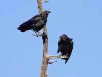 Fan-tailed Raven (Corvus rhipidurus)