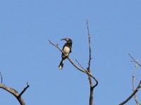 Hemprich's Hornbill (Lophoceros hemprichii)