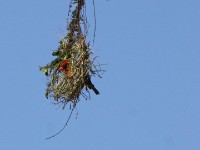 Red-headed Weaver (Anaplectes rubriceps)