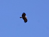 Tawny Eagle (Aquila rapax)