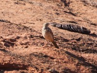 Long-billed Pipit (Anthus similis)