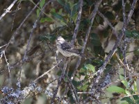 Reichenow's Seedeater (Crithagra reichenowi)