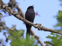 Northern Black Flycatcher (Melaenornis edolioides)