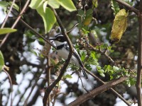 Western Black-headed Batis (Batis erlangeri)