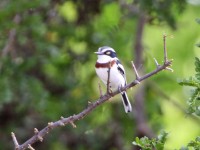 Western Black-headed Batis (Batis erlangeri)
