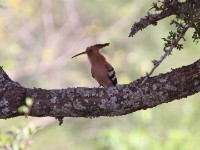 Eurasian Hoopoe (Upupa epops)