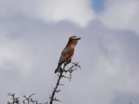 Purple Roller (Coracias naevius)