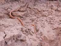 Snake sp.