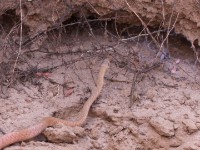Snake sp.