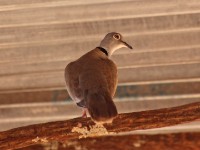 White-winged Collared Dove (Streptopelia reichenowi)