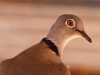 White-winged Collared Dove (Streptopelia reichenowi)