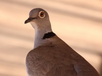 White-winged Collared Dove (Streptopelia reichenowi)