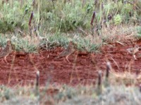 Somali Short-toed Lark (Alaudala somalica)
