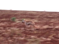 Spotted Hyena (Crocuta crocuta)