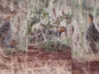 Coqui Francolin (Peliperdix coqui)