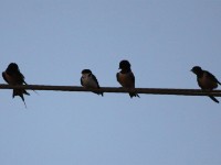 Ethiopian Swallow (Hirundo aethiopica)