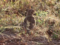 Somali Short-toed Lark (Alaudala somalica)