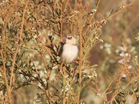 Pectoral-patch Cisticola (Cisticola brunnescens)