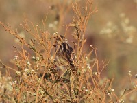 Pectoral-patch Cisticola (Cisticola brunnescens)
