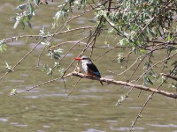 Grey-headed Kingfisher (Halcyon leucocephala)