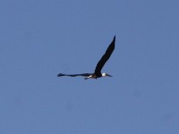 Woolly-necked Stork (Ciconia episcopus)