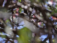 Eastern Violet-backed Sunbird (Anthreptes orientalis)