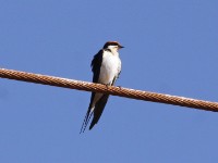 Wire-tailed Swallow (Hirundo smithii)