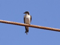 Wire-tailed Swallow (Hirundo smithii)