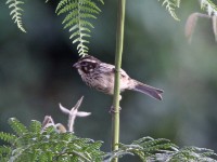 Streaky Seedeater (Crithagra striolata)