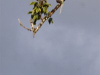 African Emerald Cuckoo (Chrysococcyx cupreus)