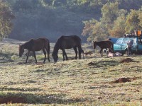 Katcha Camp Harenna Forest