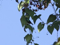 Collared Sunbird (Hedydipna collaris)