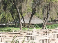 Harenna Forest