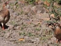Chestnut-naped Francolin (Pternistis castaneicollis)
