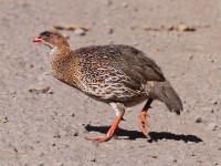 Chestnut-naped Francolin (Pternistis castaneicollis)