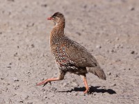 Chestnut-naped Francolin (Pternistis castaneicollis)
