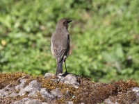Moorland Chat (Pinarochroa sordida)