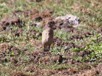 Moorland Chat (Pinarochroa sordida)
