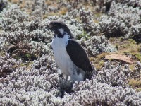 Augur Buzzard (Buteo augur)