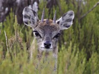 Klipspringer (Oreotragus oreotragus)