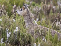 Klipspringer (Oreotragus oreotragus)