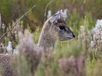 Klipspringer (Oreotragus oreotragus)
