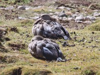 Blue-winged Goose (Cyanochen cyanoptera)