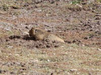 Big-headed Mole-rat (Tachyoryctes macrocephalus) Giant Root-rat