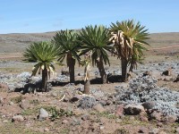 Bale Mountains