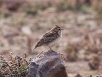 Thekla Lark (Galerida theklae)