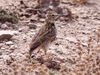 Thekla Lark (Galerida theklae)