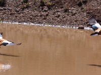 Ruddy Shelduck (Tadorna ferruginea)