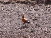 Ruddy Shelduck (Tadorna ferruginea)